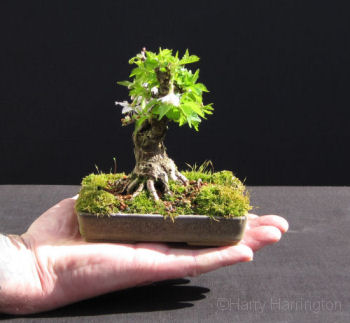 cherry bonsai